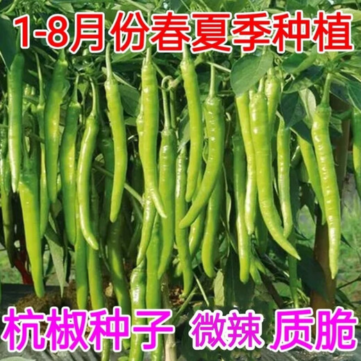 Non-spicy authentic non-spicy Hangzhou pepper No. 1 seeds fruit Hangzhou pepper pepper non-spicy vegetable seeds Qianrui original packaging 2 packs (about 200) for free