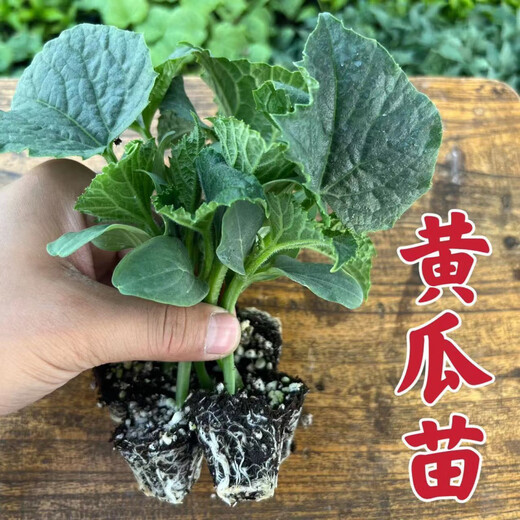 Rabbit leg fruit type cucumber seedlings, new varieties, early maturing short-stick cucumber seedlings, large collection of vegetable seedlings in small yards, rabbit leg fruit cucumber seedlings, 3 trees + fertilizer + planting