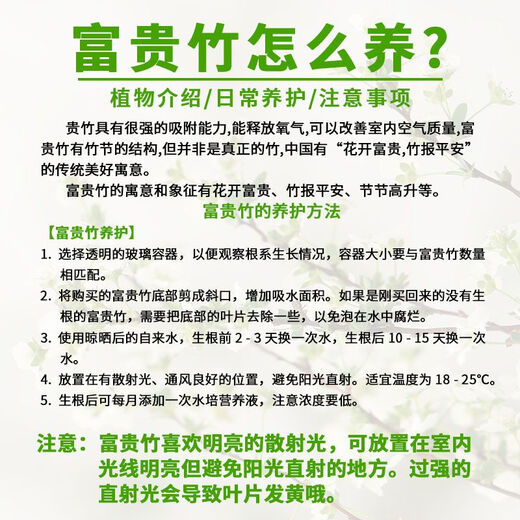 Lucky Double Color Lucky Bamboo Hydroponic Plants Mixed with Green Plants and Flowers for Buddha Good Luck and Wealth Red Vermilion Banana Chinese Valentine's Day Red Vermilion Banana + Lucky Bamboo 60CM (8 Branches)