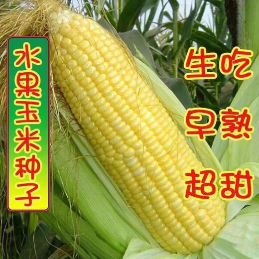 Sweet and crispy fruit corn big cob, early maturing, fragrant and super sweet corn, eaten raw in the field for all seasons, high quality fruit corn seeds, trial planting 5 seeds