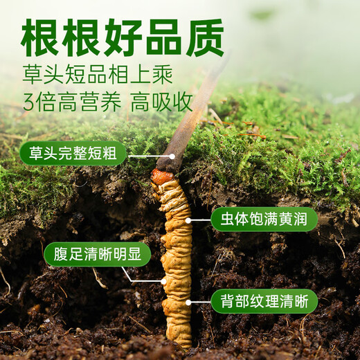 
Fresh Cordyceps sinensis Yuanjiang grass, 2025 first stubble Cordyceps 1.0~1.1g/root 50 roots, direct and cold transportation from the source