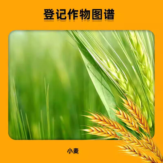 Lezhuangfeng 28 table high brassinolide wheat plant growth regulator strong seedlings and healthy seedlings Yuntai lactone 1000ml*5 bottles