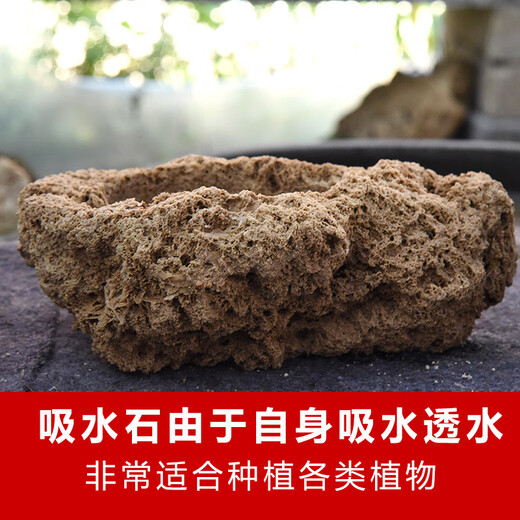 Stone flowerpot absorbent stone water stone original stone natural flowerpot with asparagus bamboo and calamus succulent plant micro landscape pot 13-17cm stone pot + small leaf red phoebe package one