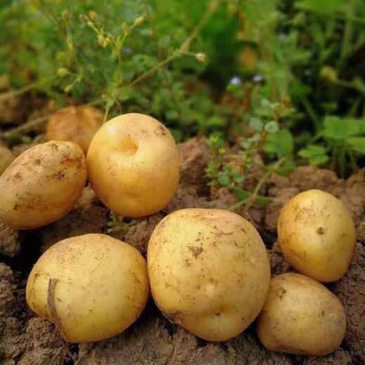 Fresh potatoes are dug and found, Shandong's authentic yellow heart and yellow flesh, seasonal vegetables, potatoes and potato chips, 3 taels each, Shandong potatoes in boxes, 3 Jin Jin equal to 0.5 kg, Zhongdaguo