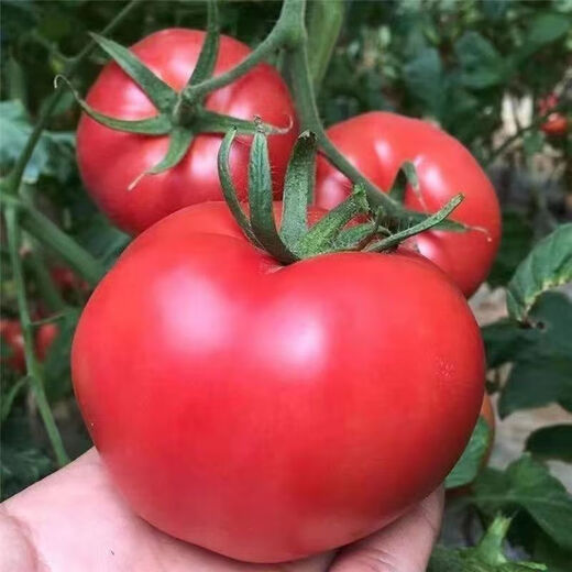 Big fruit 168 tomato seeds super sweet heat-resistant old variety tomato seeds high yield southern big fruit tomato seeds DF5562 original high yield new species 1000