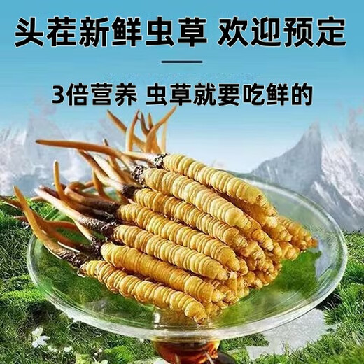 2025 Fresh Cordyceps Head Period Authentic Fresh Cordyceps Selection of Fresh Grass Big Grass SF Express Cold Chain Production Directly Haired. Tibet Nagqu Fresh Cordyceps 0.8 grams each pack of 20 pieces