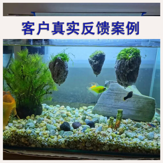 Runhuanian fish tank water plant landscaping stone Moss pumice stone Avatar suspended stone lazy water plant waterscape fish and shrimp avoidance ornaments suspended stone 3-5 cm 1 piece bare stone