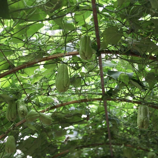 Shop Chayote Early-maturing Extra Large Chayote Vegetable Climbing High-yielding Disease-Resistant Perennial Melon Affordable Price Good Yield-80 Count-Net Seeds Chayote Seeds