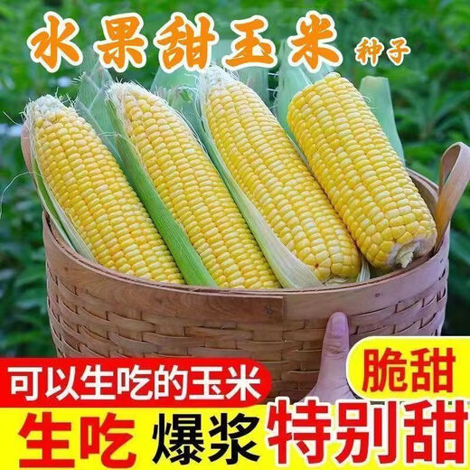 Sweet and crispy fruit corn big cob, early maturing, fragrant and super sweet corn, eaten raw in the field for all seasons, high quality fruit corn seeds, trial planting 5 seeds