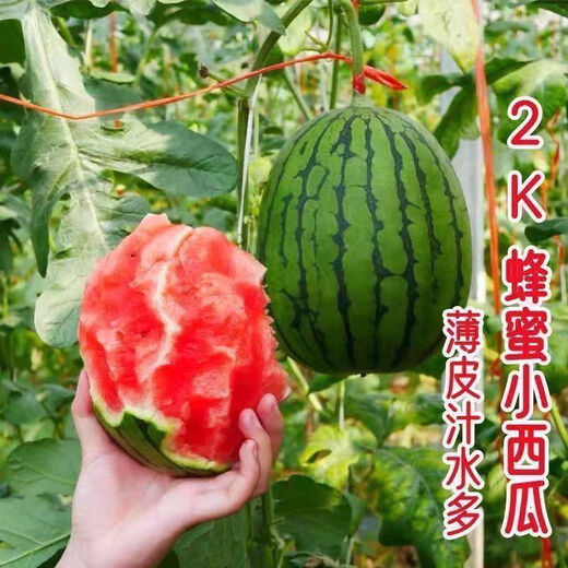 Super sweet Kirin honey pot small watermelon seeds seedless small watermelon four seasons planting balcony courtyard potted fruit seeds potted honey small watermelon seeds 3 packs