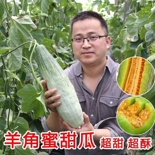 1,700+ people placed orders within a week. Original croissant honey melon seeds, sweet and crispy thin-skinned cantaloupe croissant for all seasons. Croissant honey seeds-super sweet and thin-skinned. ky588* crispy flesh-easy to grow. About 200 pcs.