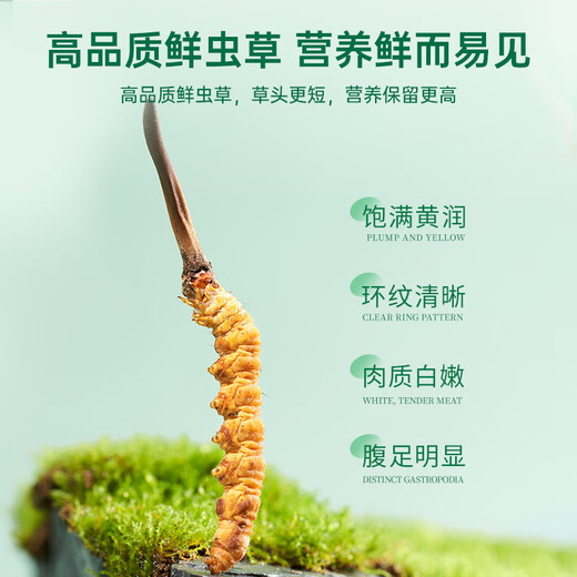 
Purple and blue flowers sea [first 25 years] Fresh Cordyceps sinensis 1.2 grams/20 fresh Cordyceps sinensis straight from the source