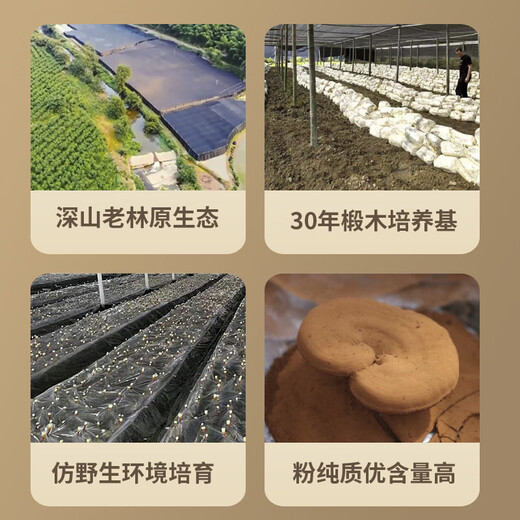 却老斋牌 破壁灵芝孢子粉片剂0.5g80片增强免疫力高多糖2.6%营养保健品 片剂80片*3盒【月度量】