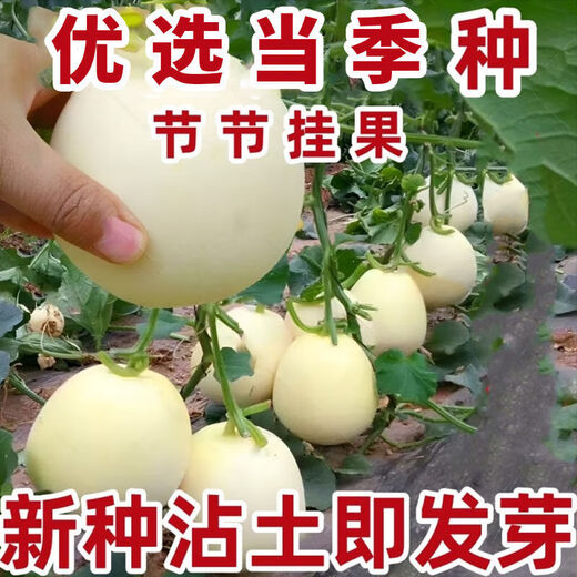 Qizhe Super Sweet White Sugar Melon Seed Super Sweet Early Melon Ripe Seed White Honey Melon Can High Yield Sweet Sugar Melon Seed Fruit All Seasons White Sugar Melon Seeds 1 Pack 50 Seasonal