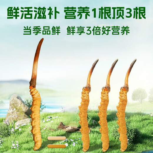 
Zangqingyuan [First stubble fresh grass in 2025] Fresh Cordyceps sinensis, fresh Cordyceps in the first stage, fresh grass selection gift box, fresh grass 0.7g/root, 30 roots