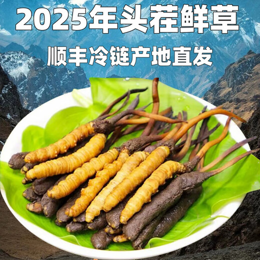 Frischer Cordyceps sinensis erste Stoppeln frisches Gras Echtes großer Größe 2025 Kopf Frischgras SF Express Kaltkette Ursprung Gerade Haar Tibet Frisch Cordyceps 0,6-0,7 Gramm pro Packung 20 Stück