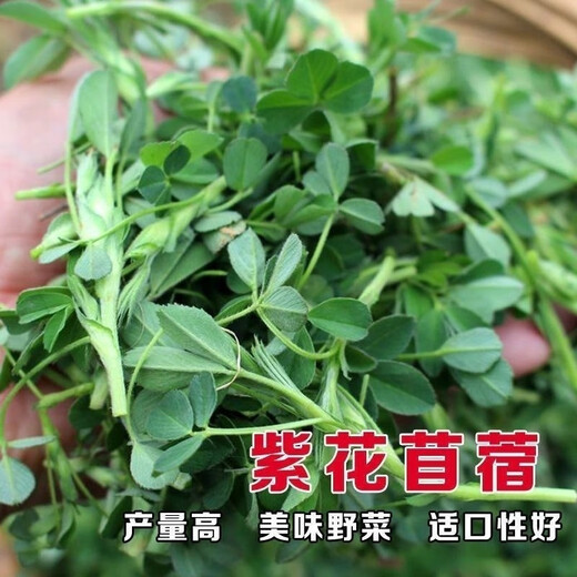 Edible Alfalfa Healthy Wild Rapeseed Summer Alfalfa Sprouts Four Seasons Hardcover (5 packs, about 9000 capsules)