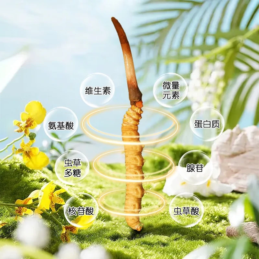 
Zangqingyuan [First stubble fresh grass in 2025] Fresh Cordyceps sinensis, fresh Cordyceps in the first stage, fresh grass selection gift box, fresh grass 0.7g/root, 30 roots