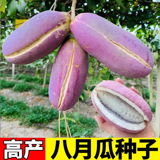 Tianfen August Melon Seeds August Fried Seeds Guizhou Wild August Melon Saplings with Less Meat and More Meat for Garden Planting in the North and South Original Factory Packaging August Melon 2 Packs About 70 Pieces Free 2