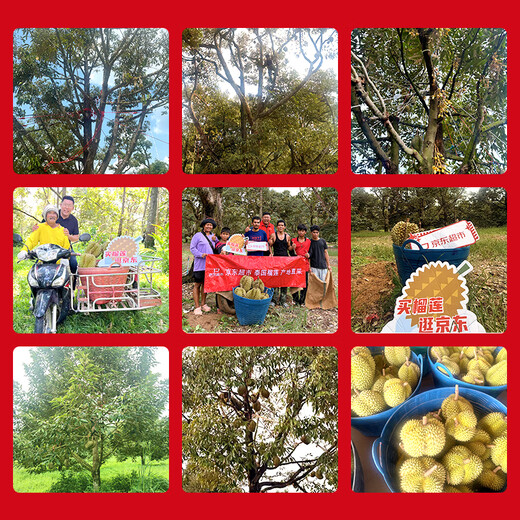 Jingxiansheng imported golden pillow durian, net weight 5-6Jin Jin is equal to 0.5kg, 1 pack, fresh fruit, fresh fruit