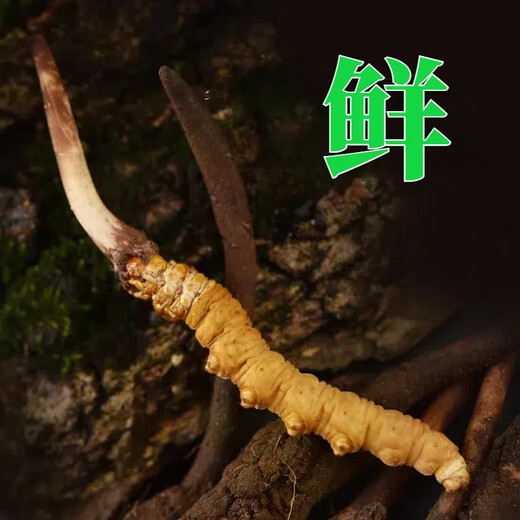 2025 Fresh Cordyceps Fresh Cordyceps Sinensis Authentic freshly dug Cordyceps sinensis fresh grass shipped directly from the origin by SF Express Tibetan fresh Cordyceps 0.8-0.9 grams 30 pieces each get 2 pieces shipped by SF Express