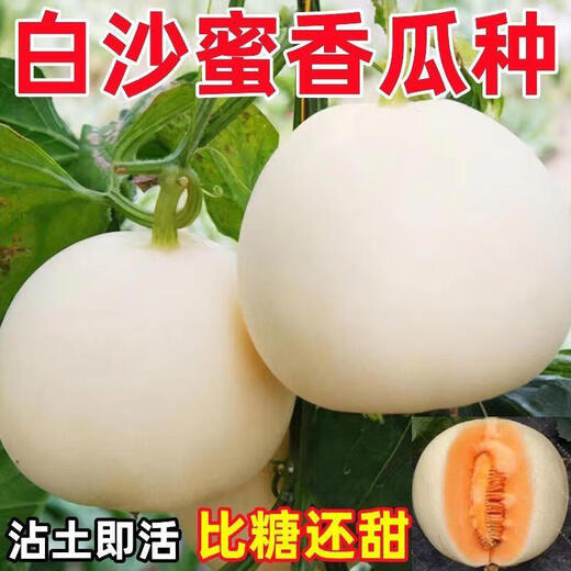 Kaili Rock Sugar Extra Large White Sand Honey Melon Seeds Cantaloupe Seeds Spring, Summer, Autumn and Winter Four Seasons Balcony Potted Vegetables White Sand Honey Seeds 100 capsules