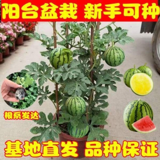 Watermelon seedlings grafted 8424 Extra Sweet Kirin Super Sweet Seedless Midu Watermelon Seedlings Potted Planting Watermelon Seedlings Sweet King Buy 4+2 (Real Harvest 6) + Fertilizer
