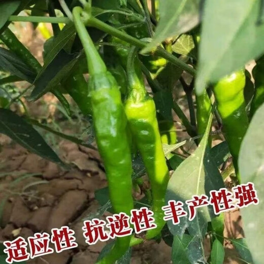 Non-spicy authentic non-spicy Hangzhou pepper No. 1 seeds fruit Hangzhou pepper pepper non-spicy vegetable seeds Qianrui original packaging 2 packs (about 200) for free