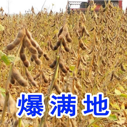 Thousand Jin Jin is equal to 0.5 kilograms. Bean soybean seeds, early soybean seeds, farmers' own soybean seeds. Thousand Jin Jin is equal to 0.5 kilograms. Beans 250 grams. Yield per mu is over 1,000. Original color.