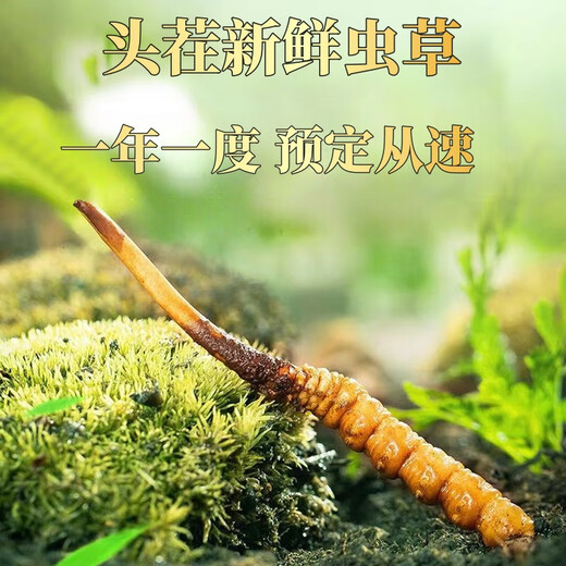 头期新鲜冬虫夏草大号鲜草顺丰冷链产地直发2025头茬新鲜虫草 西藏鲜虫草每条0.5-0.6克20条装