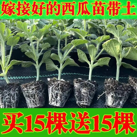 Watermelon seedlings grafted 8424 Extra Sweet Kirin Super Sweet Seedless Midu Watermelon Seedlings Potted Planting Watermelon Seedlings Sweet King Buy 4+2 (Real Harvest 6) + Fertilizer