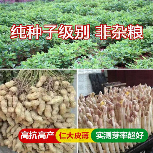 Super peanut seed original species Luhua No. 9, thin-shelled, short-stem, early-maturing and high-oil, new species from the Academy of Agricultural Sciences, drought-resistant bud rate, bud rate and yield are guaranteed Luhua No. 9 1Jin Jin is equal to 0.5 kg