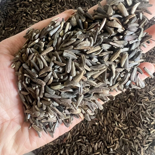 Authentic Agarwood seeds Agarwood seeds are harvested in the same year as traditional Chinese medicinal materials and are planted in agriculture. Agarwood seeds 10 Jin Jin are equal to 0.5 kilograms
