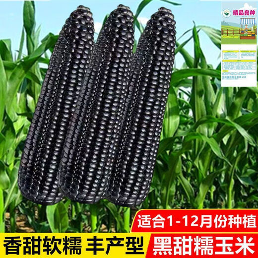 Planted all year round. Authentic black sweet waxy corn seeds. Planted black corn seeds all year round. Black sweet waxy corn seeds. Black sweet waxy corn seeds. Only new seeds sold. 5 packs, about 250 grains.