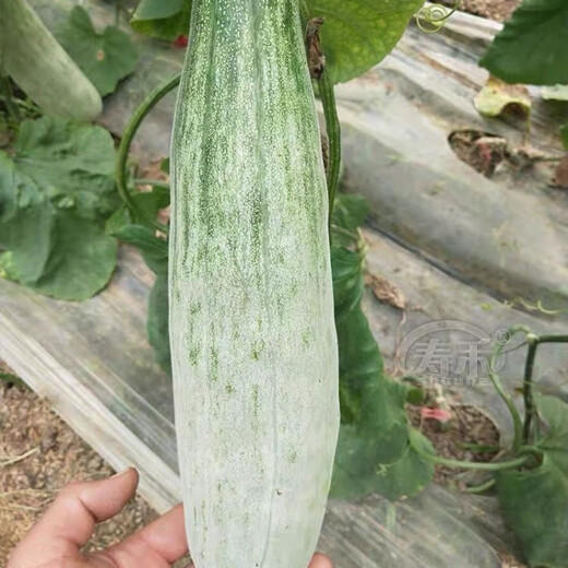 1,700+ people placed orders within a week. Original croissant honey melon seeds, sweet and crispy thin-skinned cantaloupe croissant for all seasons. Croissant honey seeds-super sweet and thin-skinned. ky588* crispy flesh-easy to grow. About 200 pcs.