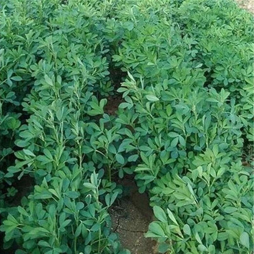 Edible Alfalfa Healthy Wild Rapeseed Summer Alfalfa Sprouts Four Seasons Hardcover (5 packs, about 9000 capsules)