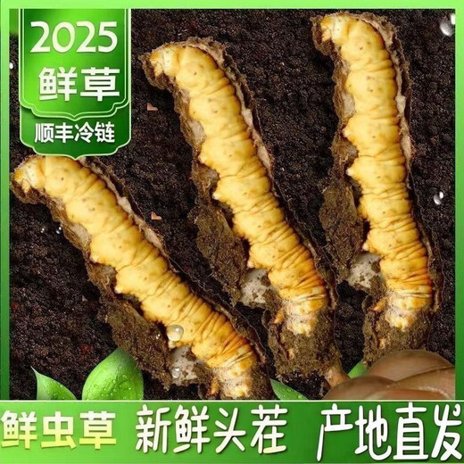 头期新鲜冬虫夏草大号鲜草顺丰冷链产地直发2025头茬新鲜虫草 西藏鲜虫草每条0.5-0.6克20条装