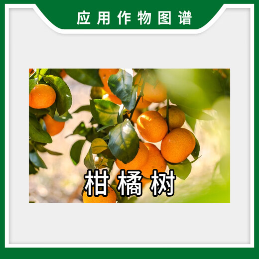 Yun Tianfeng 5% Benzylaminopurine Citrus Cytokinin Promotes Flower Bud Differentiation and Fruit Expansion Growth Regulator Yun Tianfeng 100g