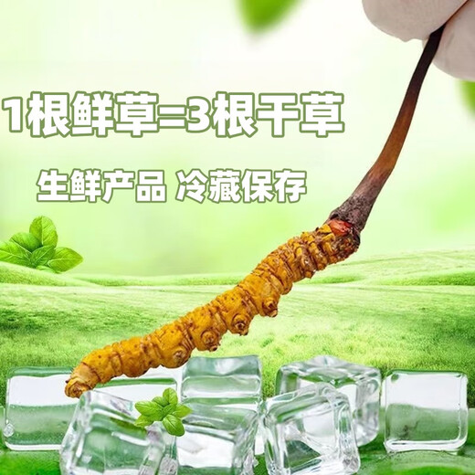 Cordyceps frais Sinensis Verrouillage sous vide Emballage frais Sf Express Chaîne froide Origine directe des cheveux directs Big Gras