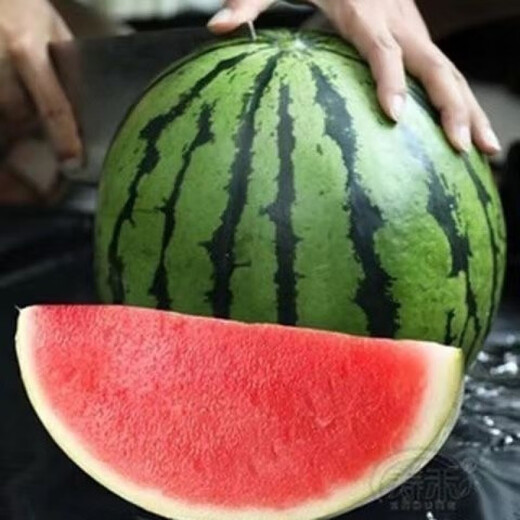 Watermelon seedlings grafted 8424 Extra Sweet Kirin Super Sweet Seedless Midu Watermelon Seedlings Potted Planting Watermelon Seedlings Sweet King Buy 4+2 (Real Harvest 6) + Fertilizer