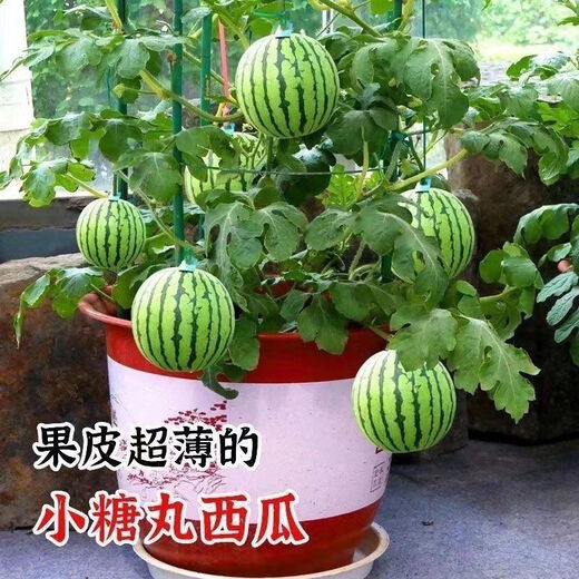 Super sweet Kirin honey pot small watermelon seeds seedless small watermelon four seasons planting balcony courtyard potted fruit seeds potted honey small watermelon seeds 3 packs