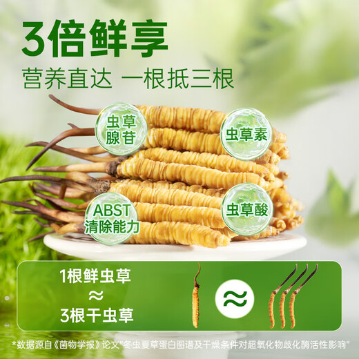 
Fresh Cordyceps sinensis Yuanjiang grass, 2025 first stubble Cordyceps 1.0~1.1g/root 50 roots, direct and cold transportation from the source