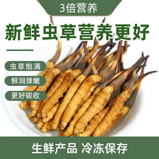 2025 Fresh Cordyceps Fresh Cordyceps Sinensis Authentic freshly dug Cordyceps sinensis fresh grass shipped directly from the origin by SF Express Tibetan fresh Cordyceps 0.8-0.9 grams 30 pieces each get 2 pieces shipped by SF Express