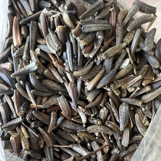 Authentic Agarwood seeds Agarwood seeds are harvested in the same year as traditional Chinese medicinal materials and are planted in agriculture. Agarwood seeds 10 Jin Jin are equal to 0.5 kilograms