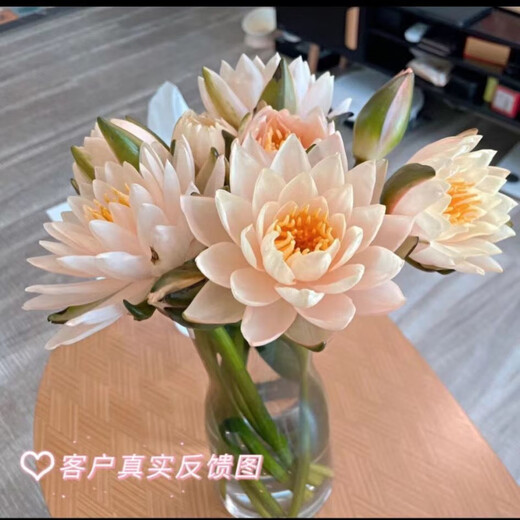 Water lily flowers with buds for office home flower arrangement champagne color water-raised fresh cut flowers fresh Yunnan Kunming straight hair champagne golden water lily 10 pieces