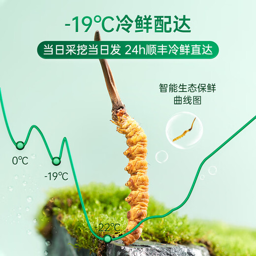 紫蓝花海新鲜冬虫夏草头茬鲜虫草自用送礼佳品礼盒装 0.7-0.8克/根 100根
