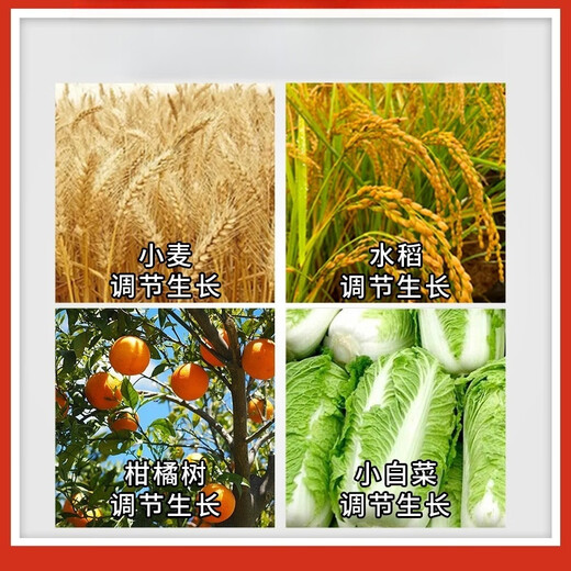 14-Hydroxybrassinonin Fruit Tree and Vegetable Disease Resistance Mitigation Drug Damage Resistance Drought and Frost Resistance Growth Regulator 500g