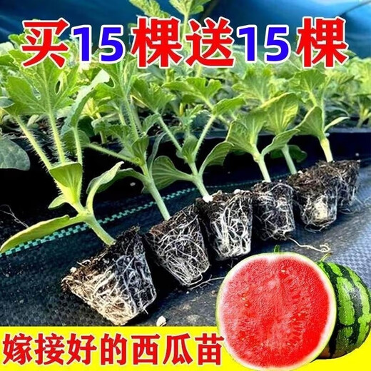Watermelon seedlings grafted 8424 Extra Sweet Kirin Super Sweet Seedless Midu Watermelon Seedlings Potted Planting Watermelon Seedlings Sweet King Buy 4+2 (Real Harvest 6) + Fertilizer