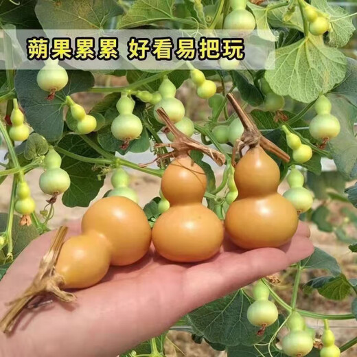 Extra small potted gourd seeds, hand-twisted gourd seeds, balcony ornamental ornaments, hand-twisted small gourd seeds, carefully selected grains, about 75 grains, gourd seeds