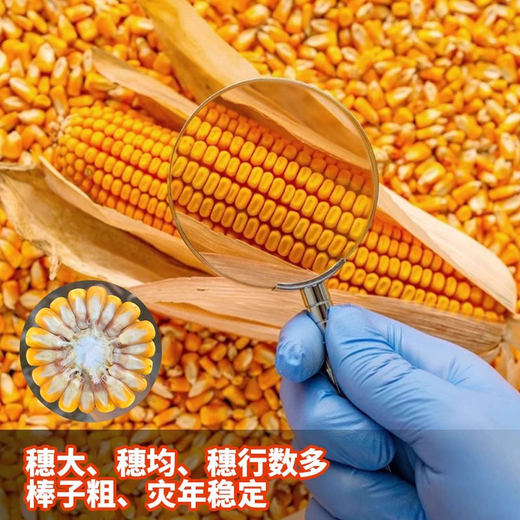 Zhengdan 958 national-approved corn variety corn seed high-yielding big stick corn seed Ludan 981 corn seed National-approved Zhengdan 958 corn seed original 3.5 Jin Jin equal to 0.5 kg 1 bag